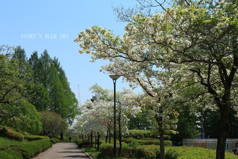 c0145250_14464205.jpg