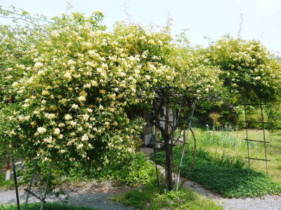 株式会社旬援隊の様子　あっという間のＧＷ(2018)！畑仕事を終えるとたくさんの花が咲いていました！_a0254656_16570205.jpg