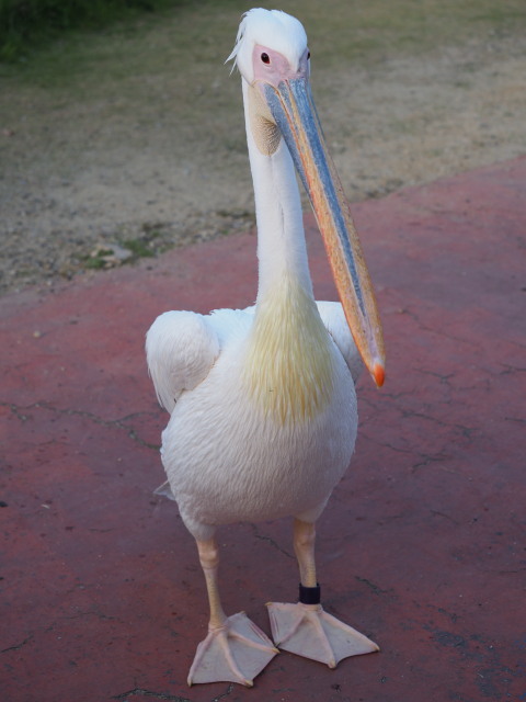 c0186760_15491200.jpg