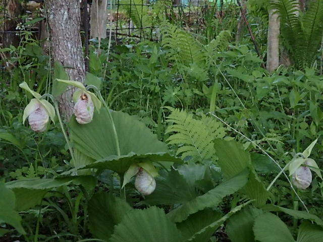 e0017562_05583513.jpg