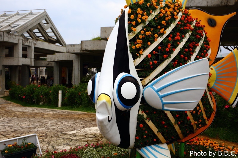 沖縄　国際通り・牧志公設市場・美ら海水族館・古宇利島・万座毛_e0357265_09584740.jpg