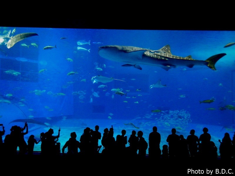 沖縄　国際通り・牧志公設市場・美ら海水族館・古宇利島・万座毛_e0357265_09584803.jpg