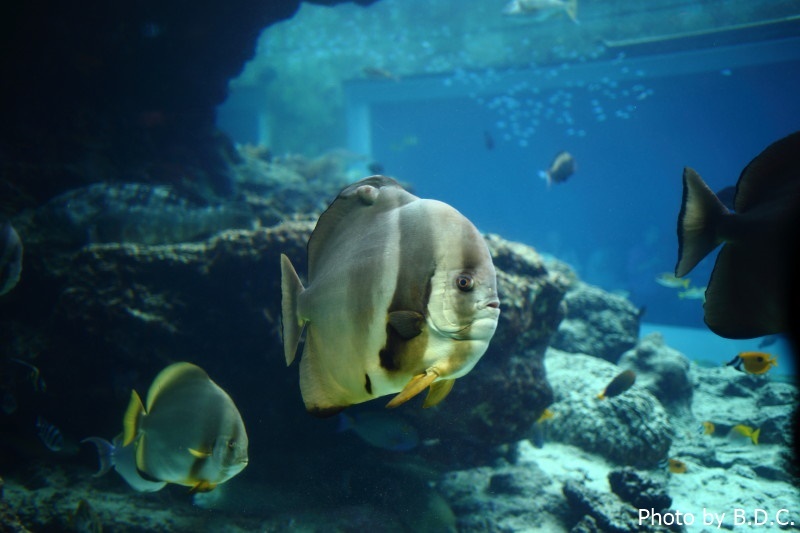 沖縄　国際通り・牧志公設市場・美ら海水族館・古宇利島・万座毛_e0357265_09584836.jpg