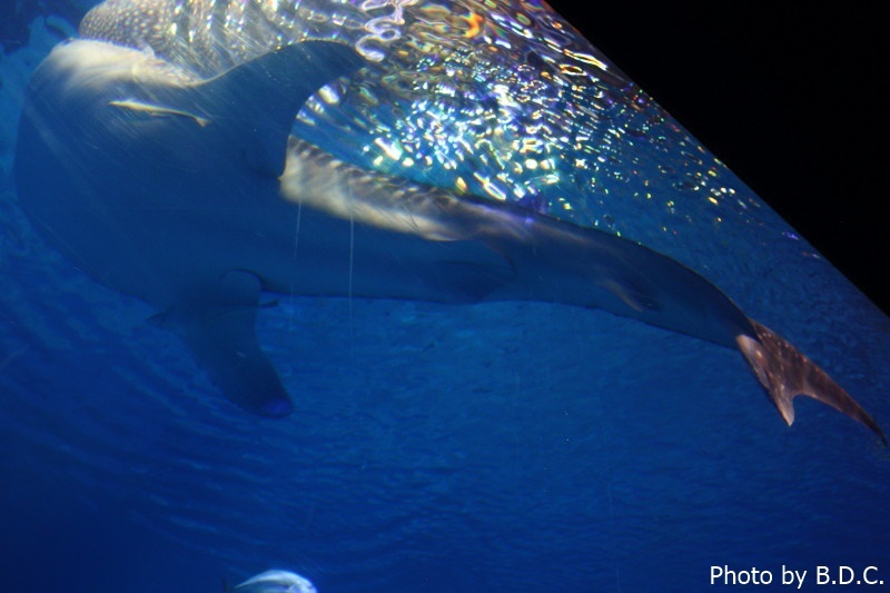 沖縄　国際通り・牧志公設市場・美ら海水族館・古宇利島・万座毛_e0357265_09584844.jpg