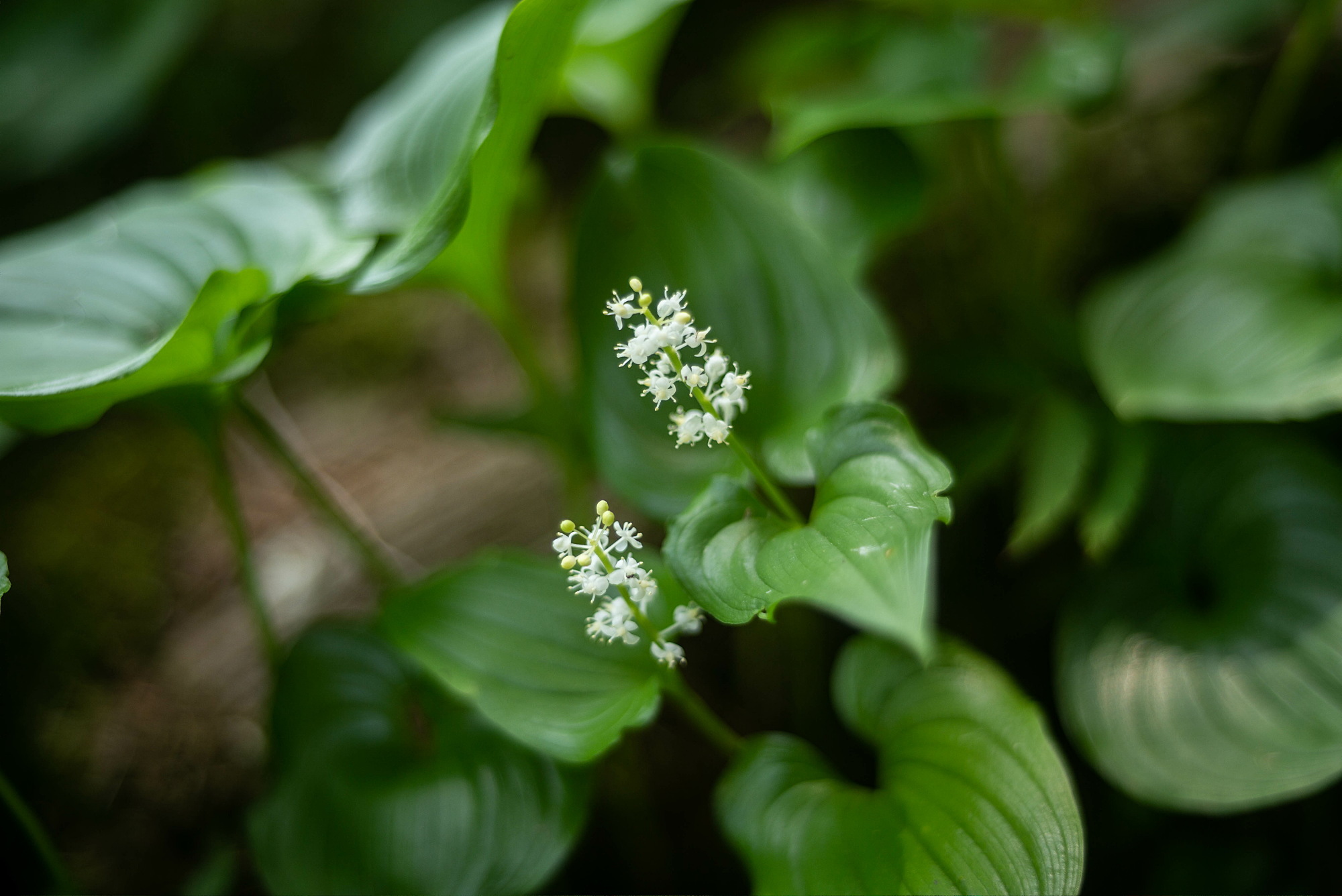 山野草の楽園・一_e0015567_20150862.jpg