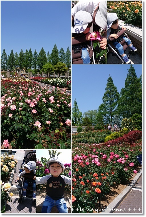 今が見ごろ☆荒牧バラ園に行ってきました♪口いっぱい頬張る王子(笑)_a0348473_06405128.jpg
