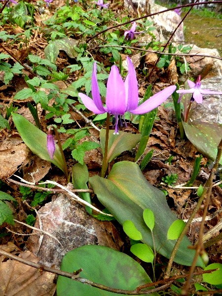 ４月・春の使者・カタクリ（２） - 野に咲く北国の花