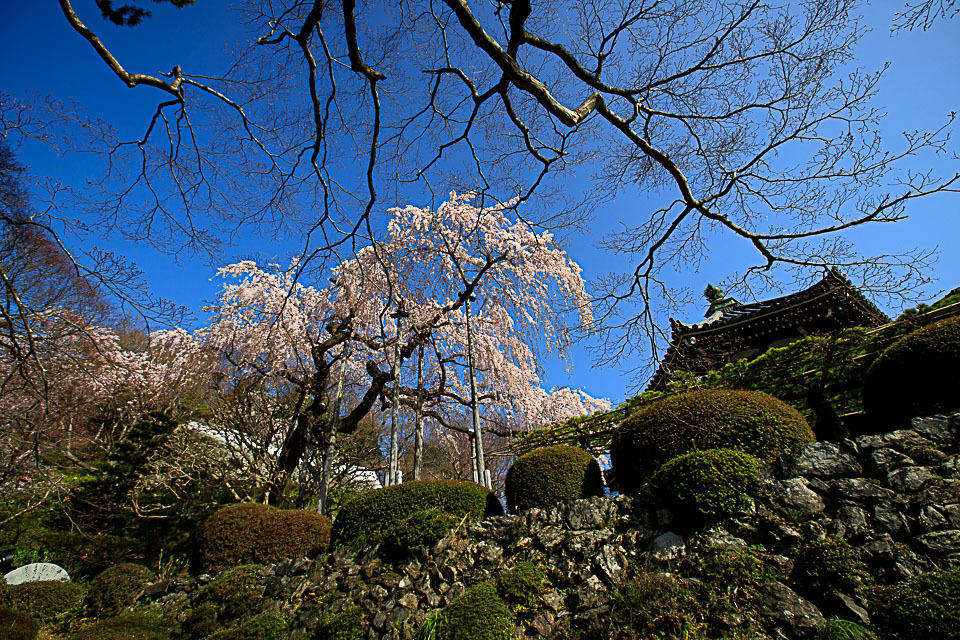 桜　2018！　　～善峯寺～_b0128581_22370332.jpg