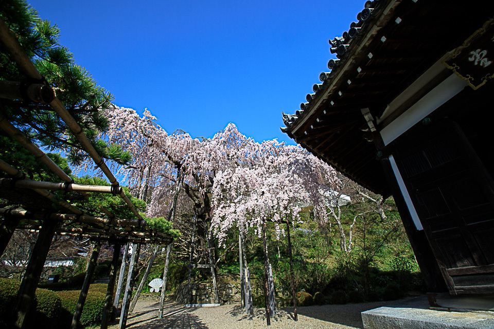 桜　2018！　　～善峯寺～_b0128581_22404644.jpg