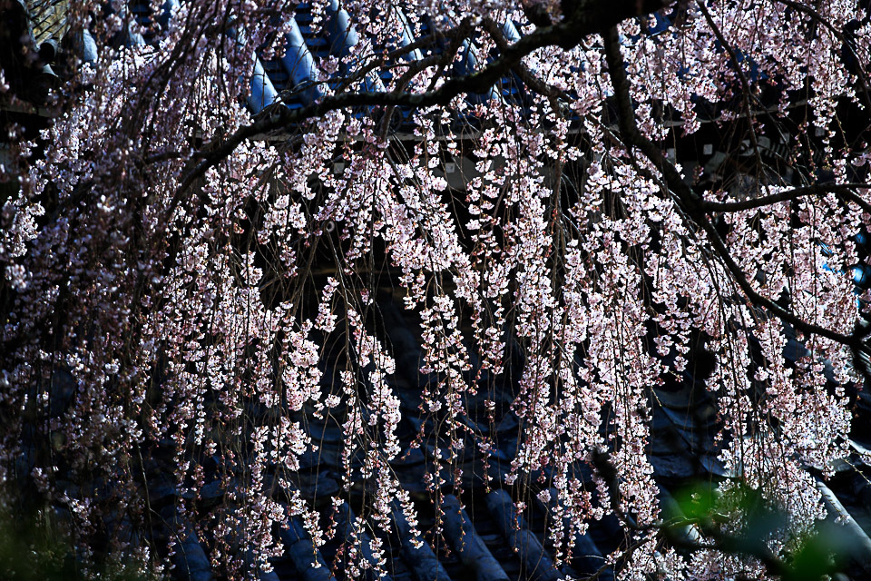 桜　2018！　　～善峯寺～_b0128581_22413690.jpg