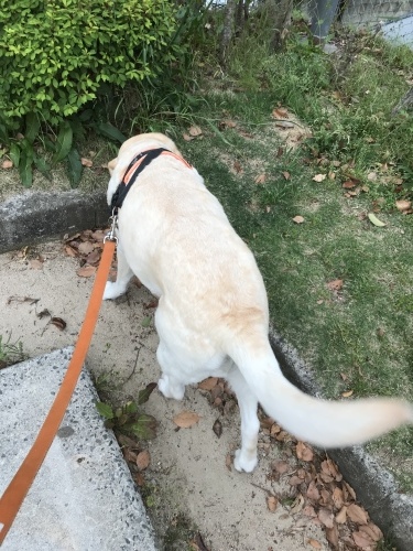 f0315081_10251447.jpeg