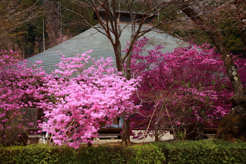 あきる野市・花のお寺　龍珠院　前編_e0165983_12152442.jpg