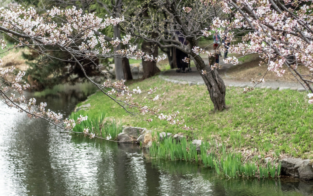 春の公園_c0328588_23101112.jpg