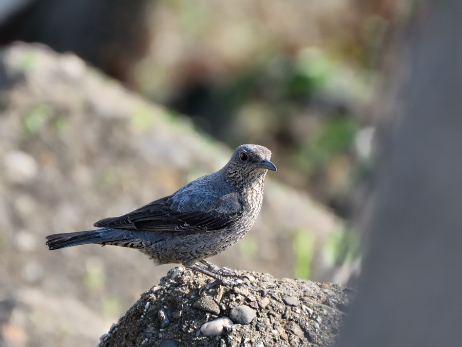 2018 0503 0504 ５月度初撮りは・・・アゲハチョウ_a0143491_22344480.jpg