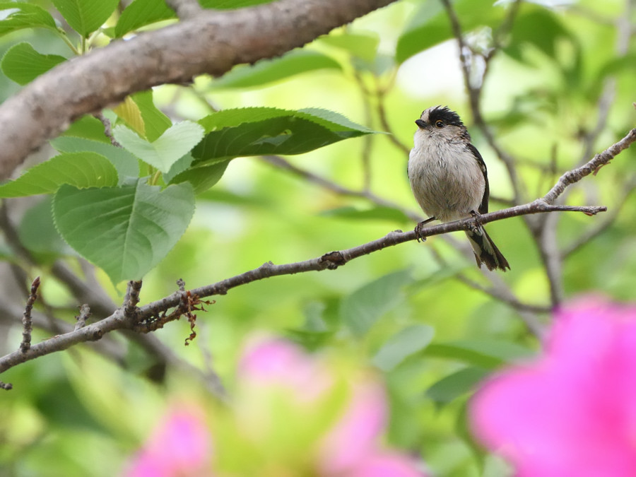 2018 0503 0504 ５月度初撮りは・・・アゲハチョウ_a0143491_22354914.jpg