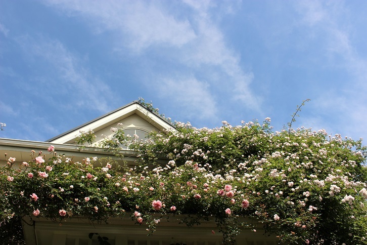 この秋発刊予定の新刊本 ときめく薔薇図鑑 の撮影が続いています バラとハーブのある暮らし Salon De Roses