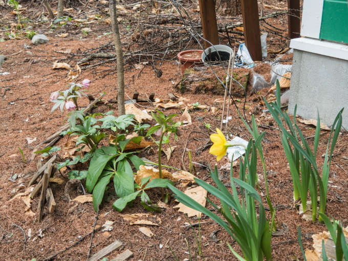 G.W.最終日です。エゾリス君は衣替え、春の花開花中!_f0276498_22022590.jpg