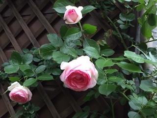 d0046702_06110938.jpg