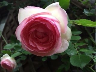 d0046702_06125380.jpg