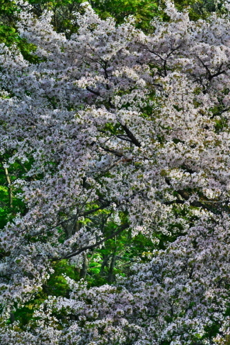 a0263109_20383223.jpg
