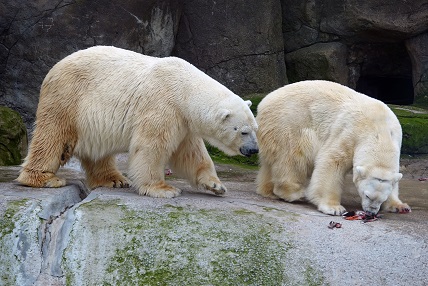 日曜日のモスクワ動物園へ ～ ウランゲリとムルマに見る成熟した大人同士の関係_a0151913_758920.jpg