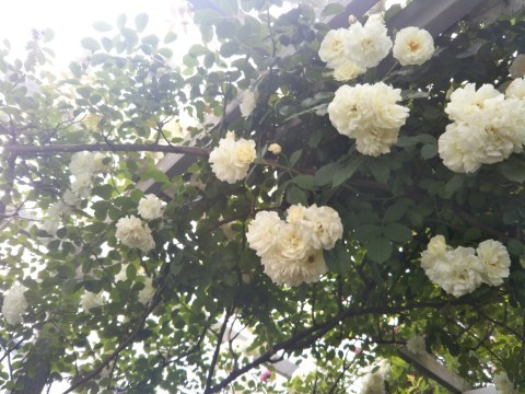 湘南台のガーデンショップ ルーシーグレイさん 薔薇のガーデナー Weekend S Ladybirds 湘南台のガーデンショップ ルーシーグレイさん 薔薇のガーデナー Weekend S Ladybirds