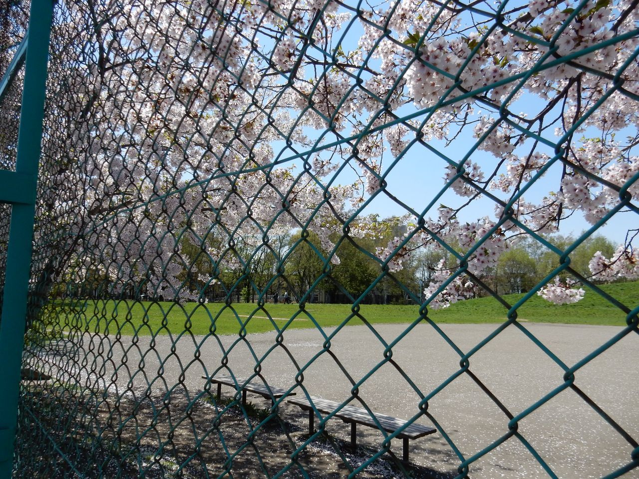 太陽は輝きますが気温はそれほど上がりません_c0025115_23030055.jpg