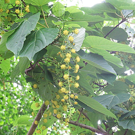 イイギリの花 樹木見て歩き