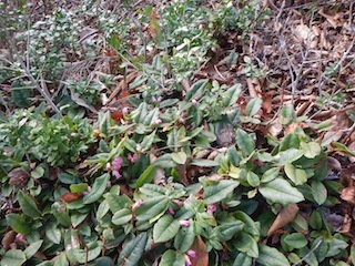 c0359615_21042493.jpg