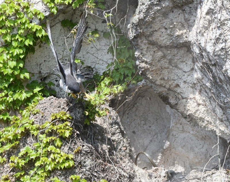 c0385415_09541480.jpg