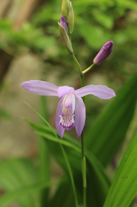 5月の庭で咲く　花_d0150720_10371618.jpg