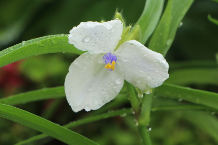 5月の庭で咲く　花_d0150720_10373616.jpg