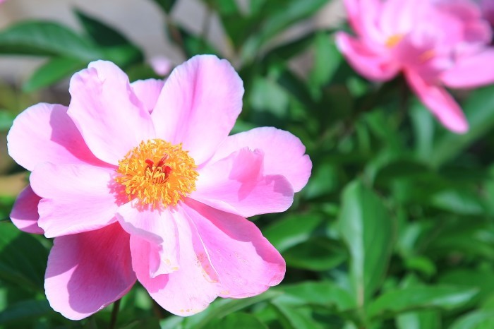美しい花・・・(3796)_e0349324_08130202.jpg
