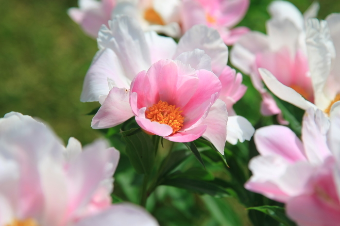 美しい花・・・(3796)_e0349324_08134598.jpg
