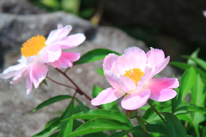 美しい花・・・(3796)_e0349324_08141965.jpg