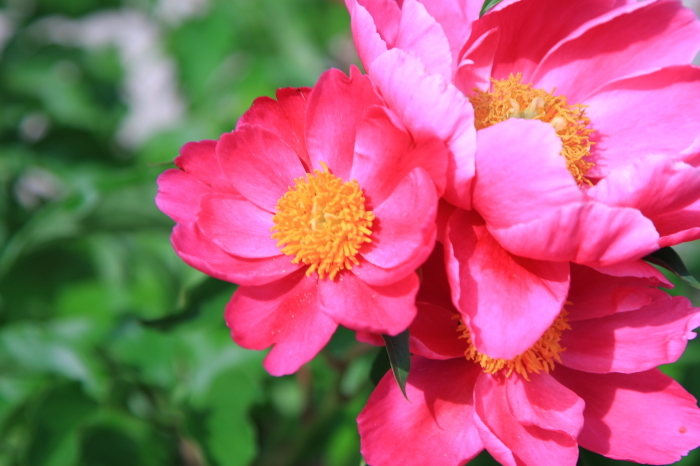 美しい花・・・(3796)_e0349324_08145847.jpg