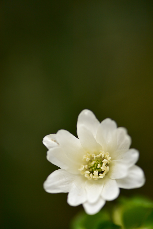 春の花たち⑤_f0116528_21305811.jpg