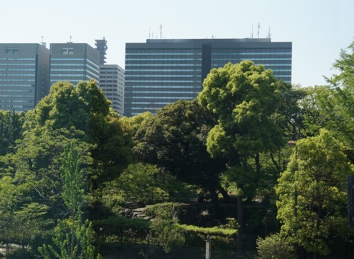 公園に緑の入道雲_f0055131_14065540.jpg