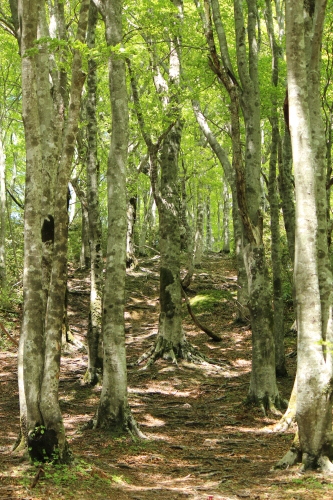 県立森林公園・登山_a0345833_22144507.jpg