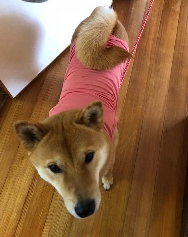 c0367433_15190475.jpeg
