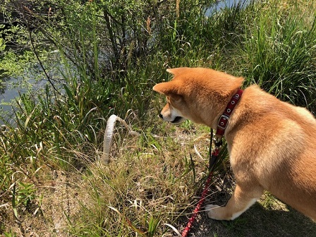 c0367433_15314670.jpeg