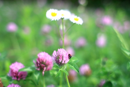 花の首飾り 思いのままに