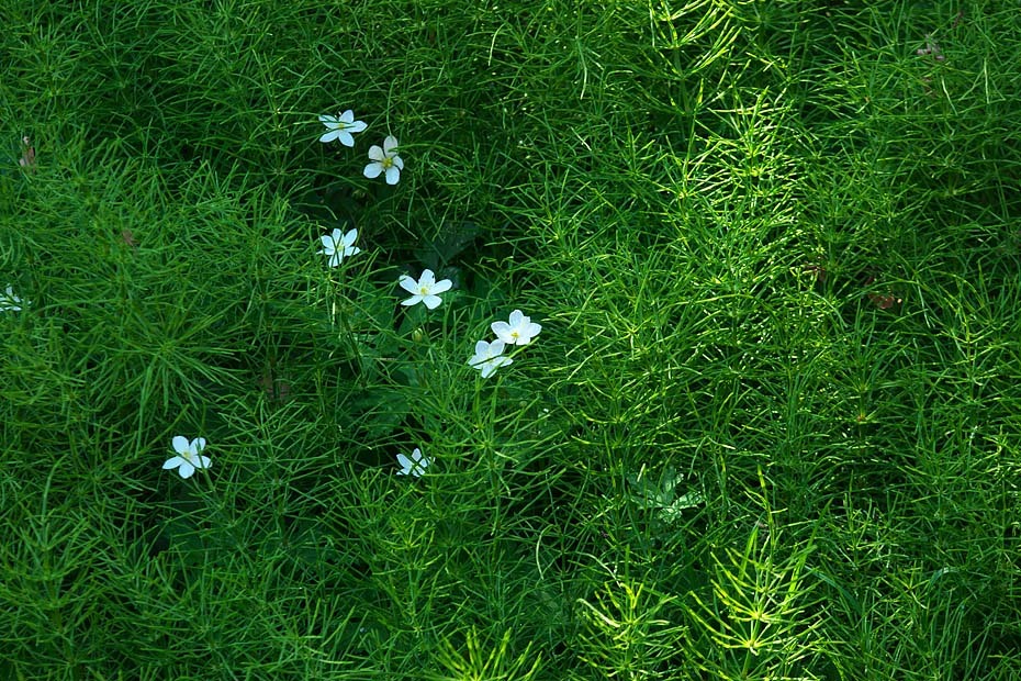 二輪草_c0067040_22284503.jpg