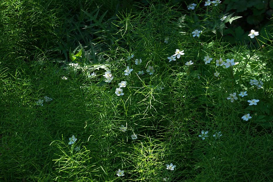 二輪草_c0067040_22285845.jpg