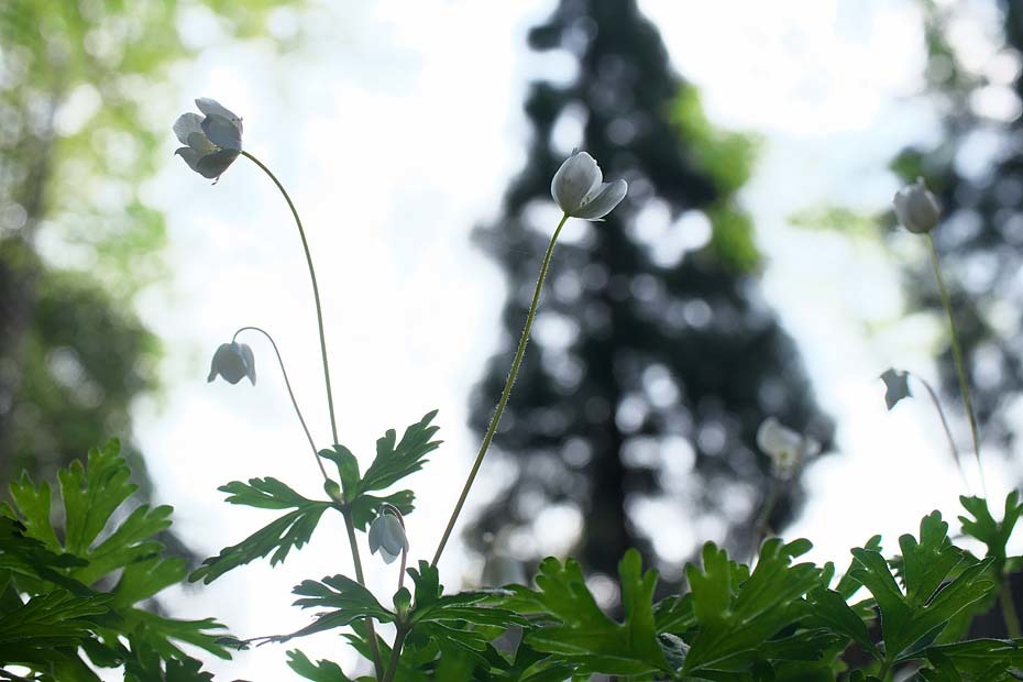 二輪草_c0067040_22293780.jpg