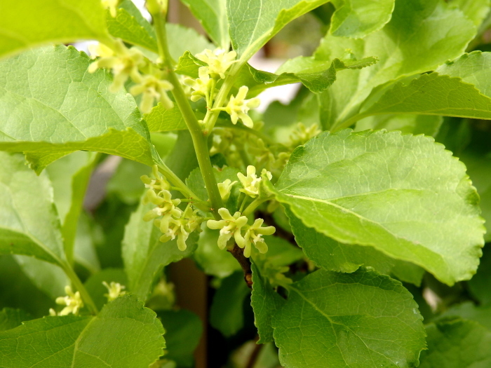 ツルウメモドキの花 時々の花