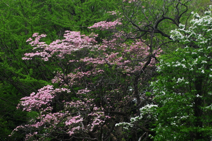 d0185744_18034240.jpg
