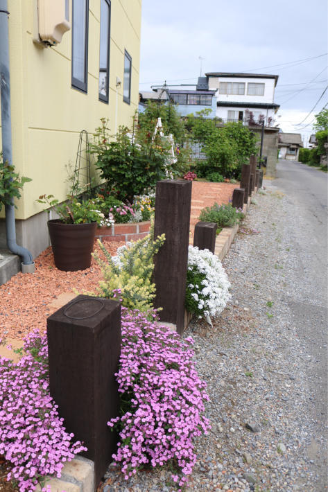 道路境界スペースの小花たち My Small Garden Sugar Plum 道路境界スペースの小花たち My Small Garden Sugar Plum
