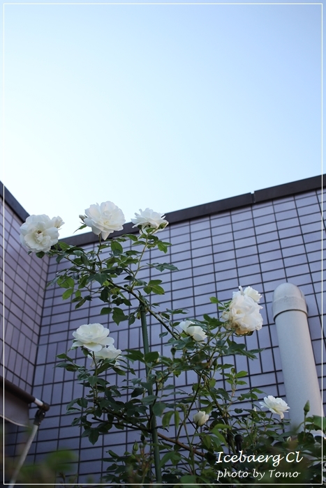 f0329049_17513544.jpg