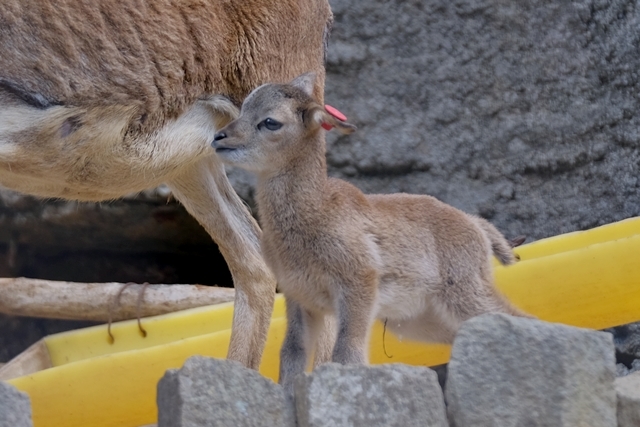 ムフロンの赤ちゃん 動物園に嵌り中